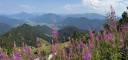 Hochfelln mit Blumen 1.jpg